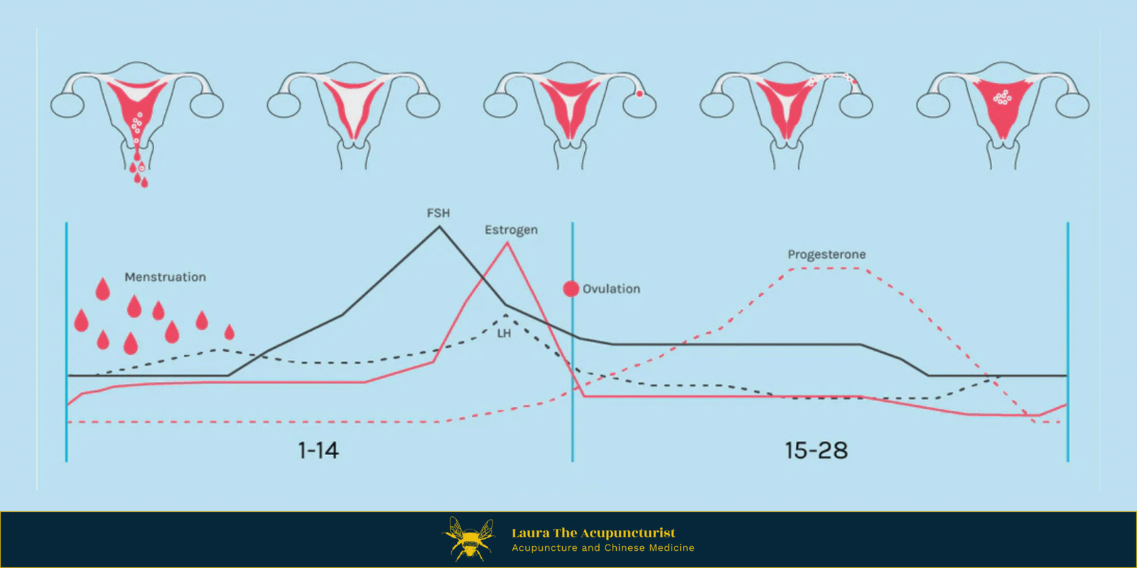 Understanding Your Menstrual Cycle