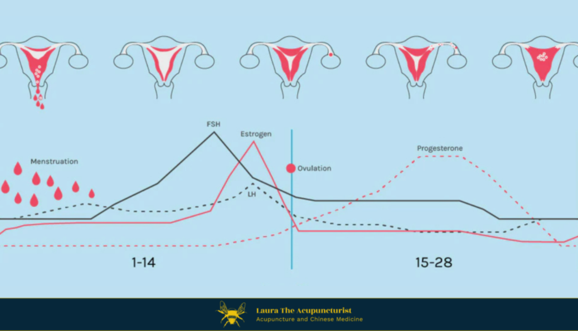 Menstural cycle