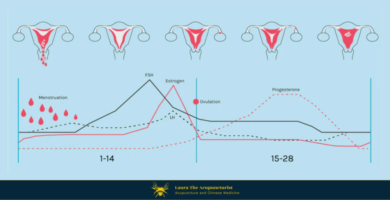 Menstural cycle